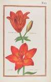 Lilium rubrum bulbiferum ; lilium cruentum praecox