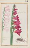 Gladiolus maior bisantinus ; gladiolus italicus floré carneo