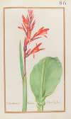Cana indica maior floré rubro