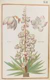 Iucca orientalis