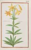 Liliomartagum canadense