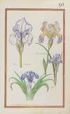 Iris dalmatica ; iris glorieux ; iris ; iris bulbosa latifolia lusitanica. I. Clussi