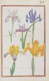 Iris bisantina peramoena ; cameiris ; iris camerarii variegata ; iris