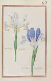 Iris bulbosa angustifolia ; iris bulbosa angustifolia