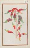 Amaranthus tricollor