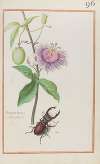 Maraco indica seu flore passionis