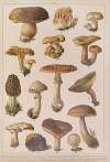 Historya naturalna w obrazach Pl.02