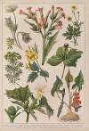 Historya naturalna w obrazach Pl.04