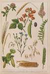Historya naturalna w obrazach Pl.06
