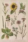 Historya naturalna w obrazach Pl.07