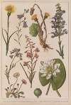 Historya naturalna w obrazach Pl.10