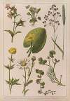 Historya naturalna w obrazach Pl.11