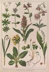 Historya naturalna w obrazach Pl.12