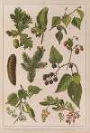 Historya naturalna w obrazach Pl.14