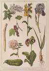 Historya naturalna w obrazach Pl.15