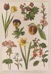 Historya naturalna w obrazach Pl.16
