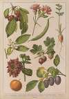 Historya naturalna w obrazach Pl.18