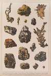 Historya naturalna w obrazach Pl.20