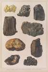 Historya naturalna w obrazach Pl.24