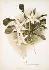 Aeranthus sesquipedalis.