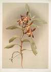 Arachnanthe clarkei.