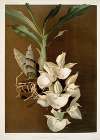 Catasetum bungerothii.