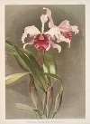Cattleya (hybrida) arnoldiana.