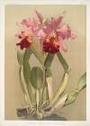 Cattleya (hybrida) hardyana.