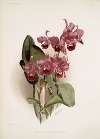 Cattleya Bowringiana.