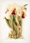 Cattleya dowiana aurea.