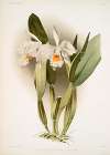 Cattleya eldorado crocata.
