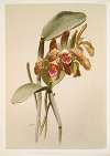Cattleya granulosa var schofieldiana.