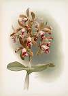 Cattleya guttata leopoldi.