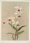 Cattleya intermedia punctatissima.
