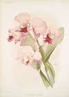 Cattleya labiata.