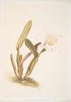 Cattleya lueddemanniana alba.