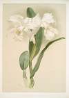 Cattleya mendelii quorndon house var.