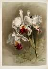 Cattleya mendellii var measuresiana.