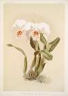 Cattleya mossiæ var reineckiana.