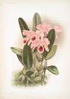 Cattleya Percivaliana.