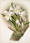Cattleya rochellensis.