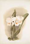 Cattleya schroederoe alba