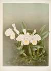 Cattleya trianæ alba.