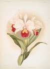 Cattleya trianaei schroederiana.