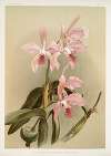Cattleya victoria regina.