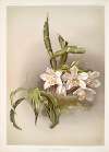 Chysis bractescens.