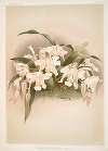 Coelogyne cristata maxima.