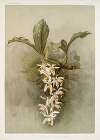 Coelogyne swaniana.