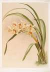 Cymbidium (hybridum) winnianum.