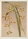 Cymbidium lowianum.